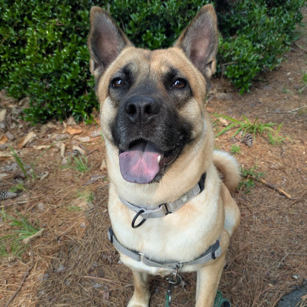 Enlarge Bailey, a Adoptable mixed breed in Richmond, VA image 5/6