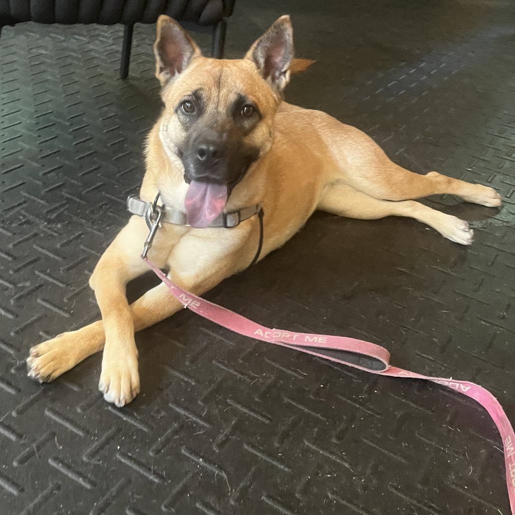 Bailey, a Adoptable mixed breed in Richmond, VA image 5/5