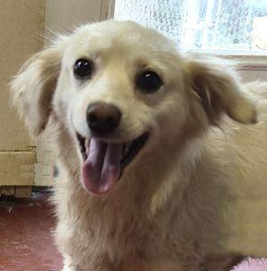 Buzz, adopted, Young Male Chihuahua.