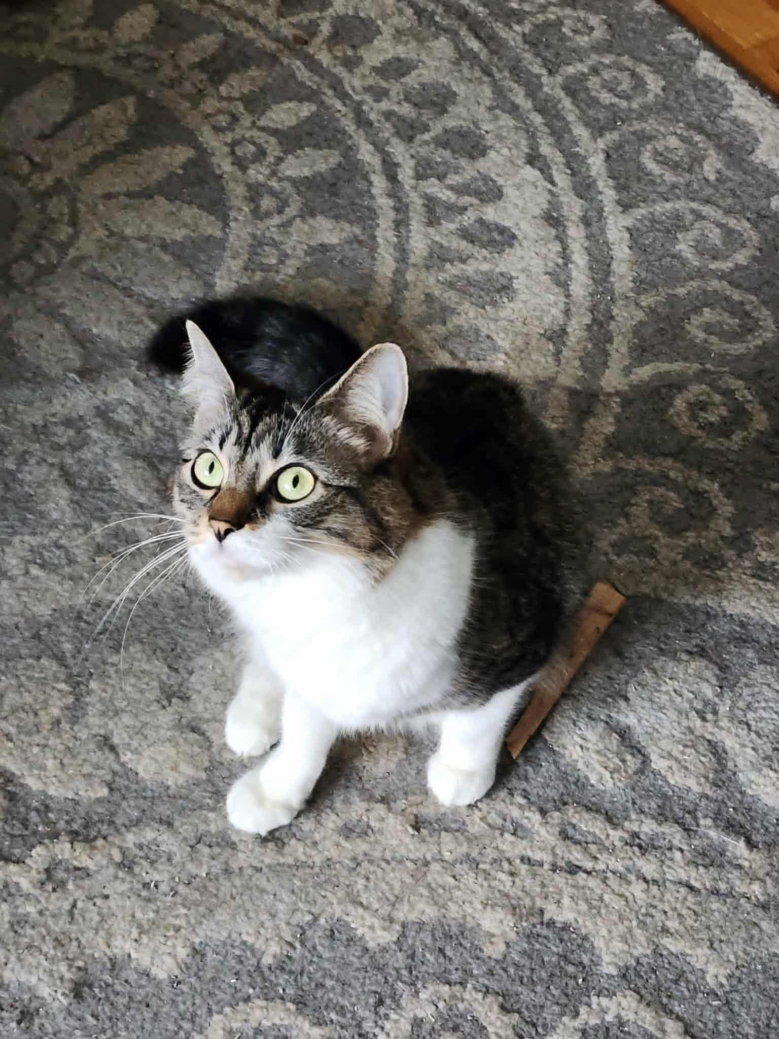 Cookie, a ADOPTABLE Domestic Long Hair in Chicago, IL image 3/4