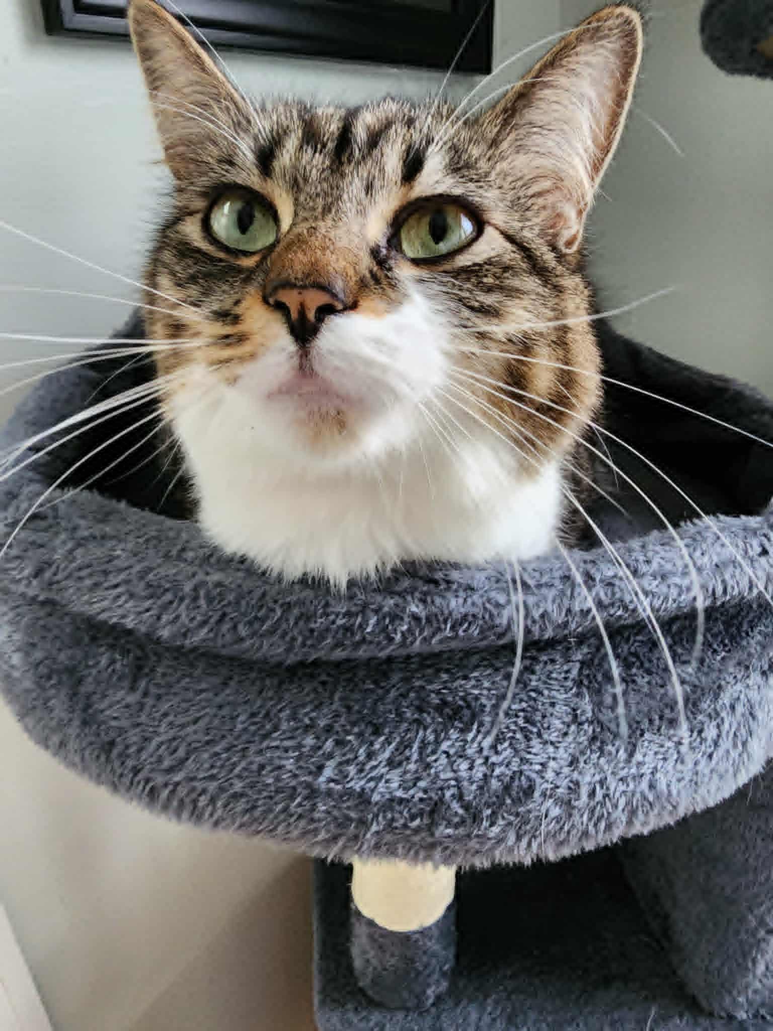 Cookie, a ADOPTABLE Domestic Long Hair in Chicago, IL image 2/4