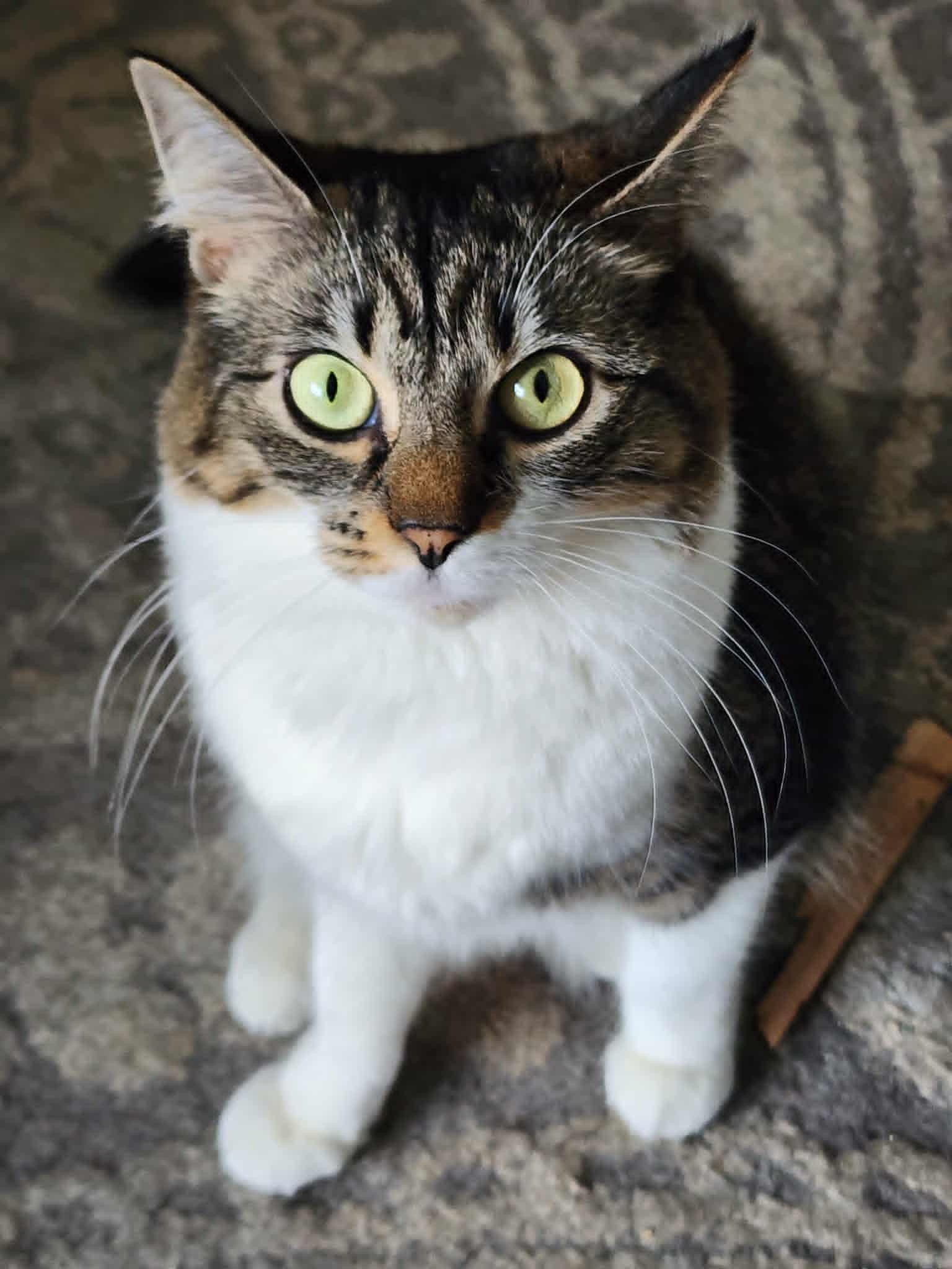 Cookie, ADOPTABLE, Young Female Domestic Long Hair.