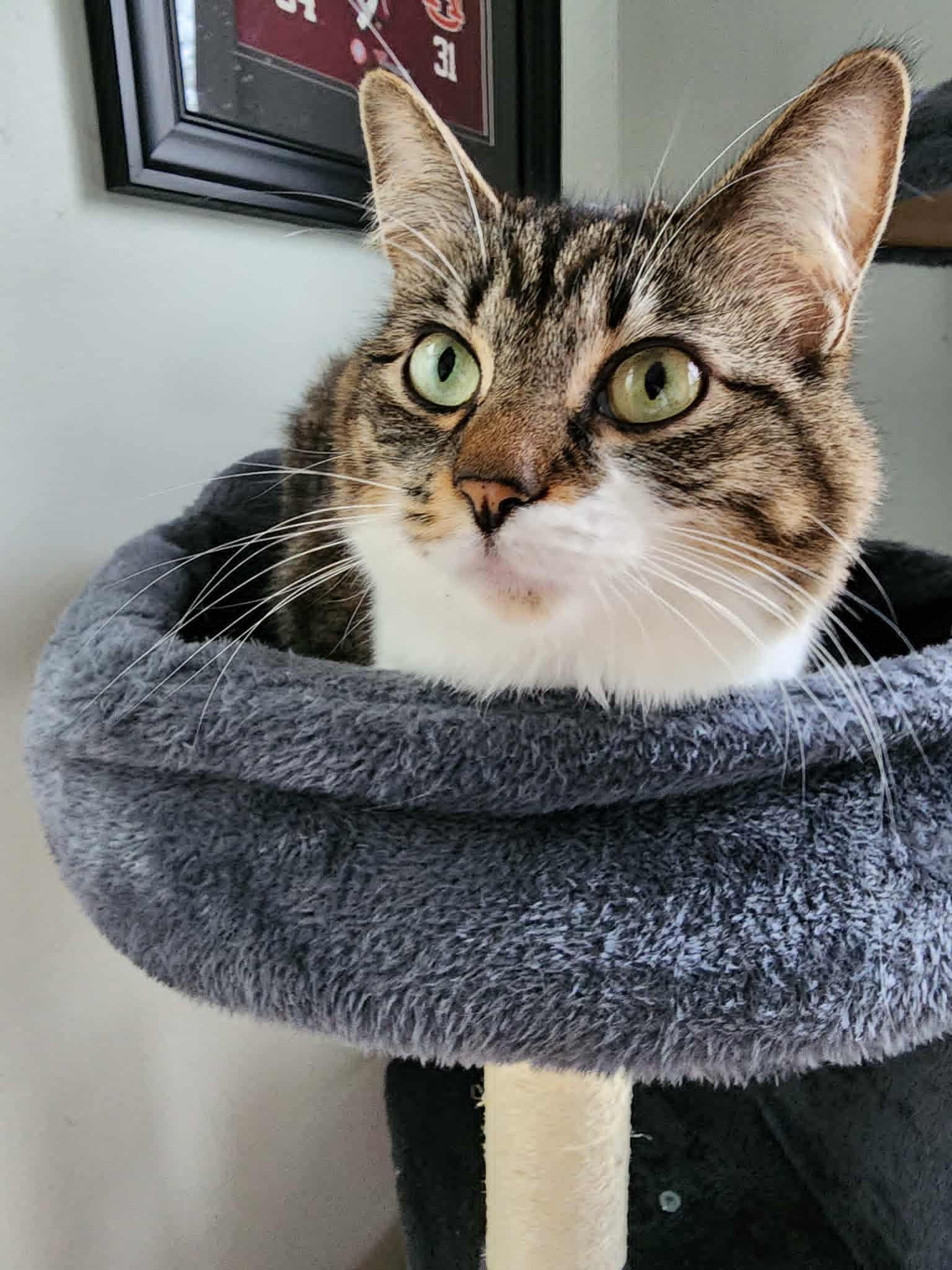 Cookie, a ADOPTABLE Domestic Long Hair in Chicago, IL image 4/4