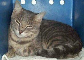 Cleatuss, a Adopted mixed breed in Austin, TX image 1/2