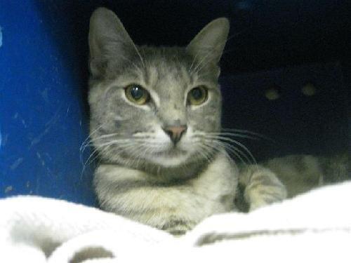 Cleatuss, a Adopted mixed breed in Austin, TX image 2/2