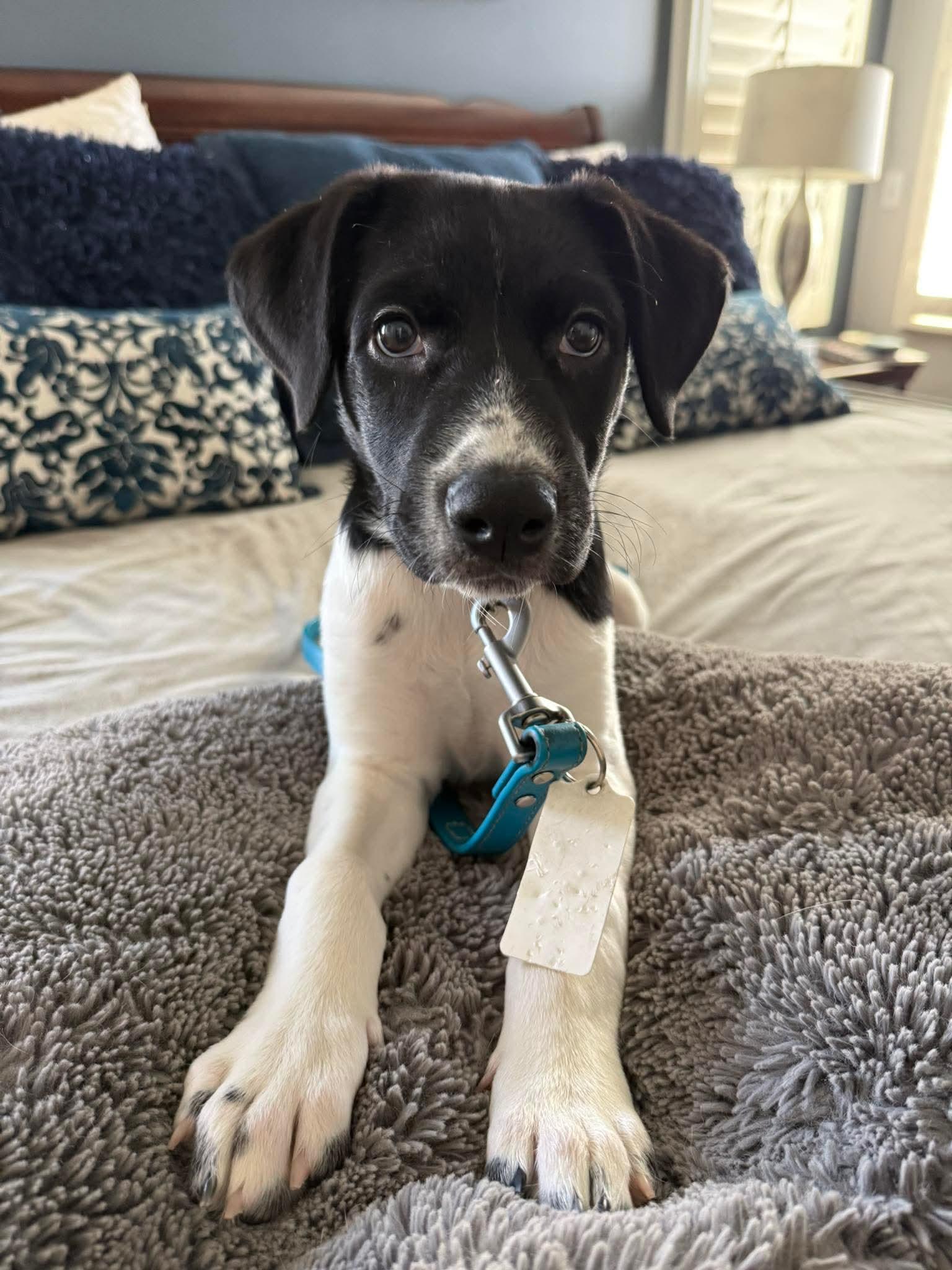 Violet, Adoptable, Puppy Female Labrador Retriever & Australian Shepherd.