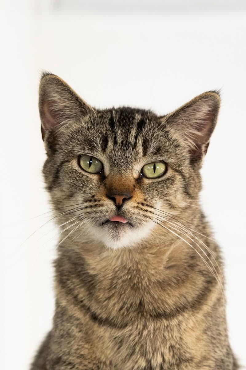 Enlarge MOLLIE, a ADOPTABLE Tabby in Rowland Heights, CA image 1/3