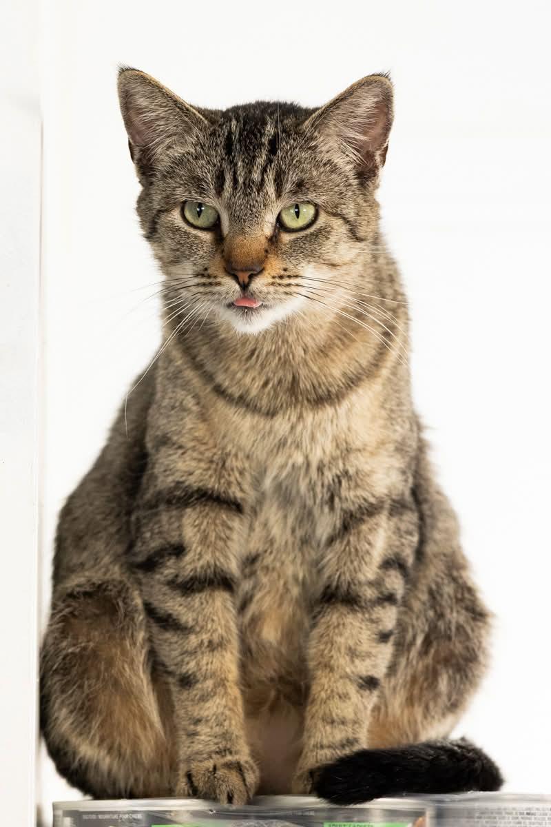 Enlarge MOLLIE, a ADOPTABLE Tabby in Rowland Heights, CA image 3/3