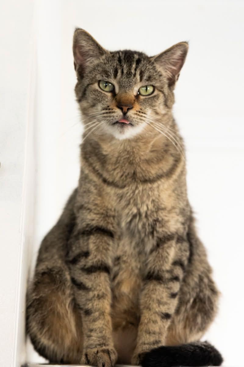Enlarge MOLLIE, a ADOPTABLE Tabby in Rowland Heights, CA image 2/3
