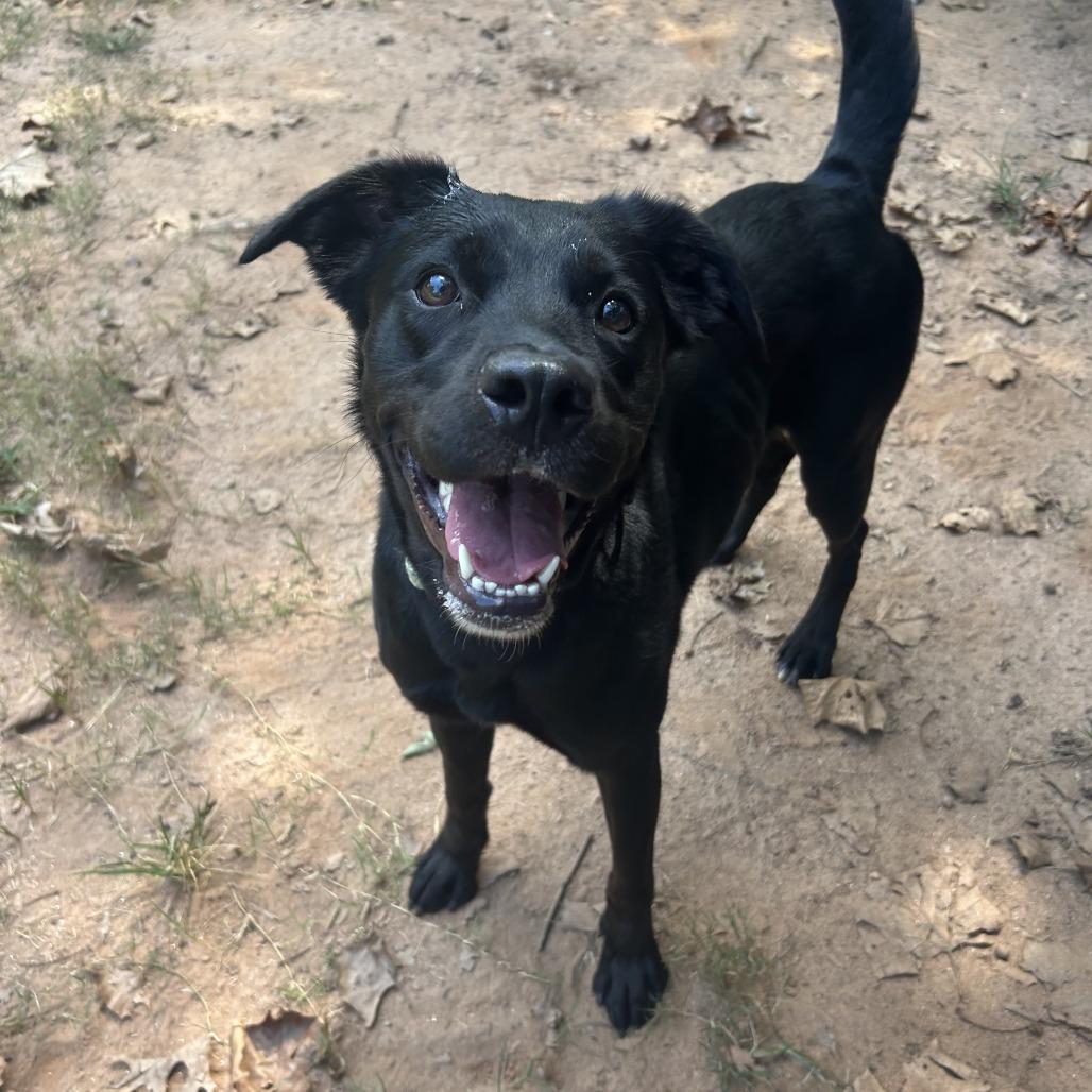 Callie, Adoptable, Adult Female Mixed Breed.