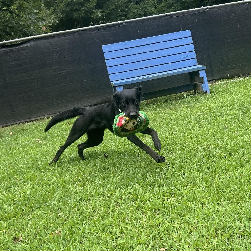 Enlarge Callie, a Adoptable Mixed Breed in Auburn, AL image 2/6