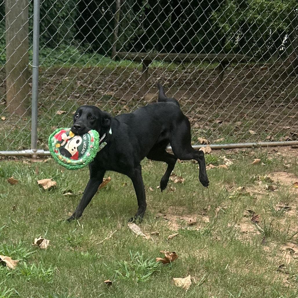 Enlarge Callie, a Adoptable Mixed Breed in Auburn, AL image 3/6