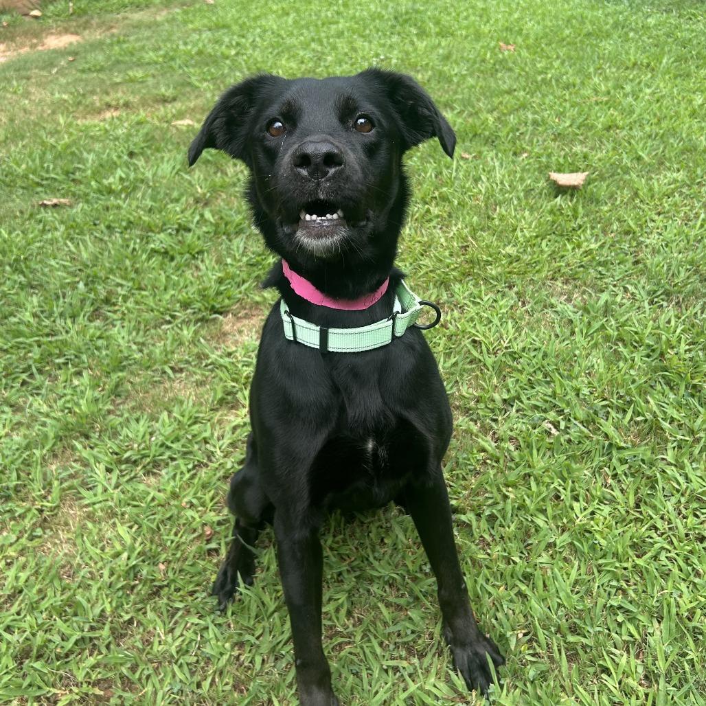 Enlarge Callie, a Adoptable Mixed Breed in Auburn, AL image 4/6