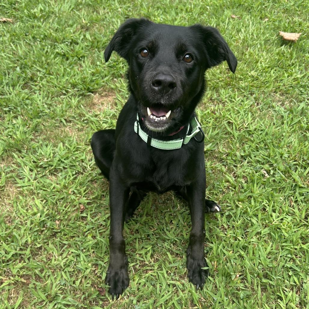 Enlarge Callie, a Adoptable Mixed Breed in Auburn, AL image 5/6
