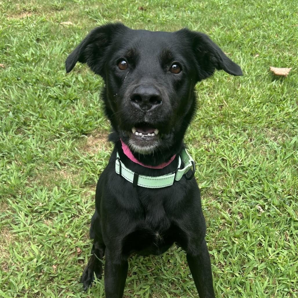 Enlarge Callie, a Adoptable Mixed Breed in Auburn, AL image 6/6