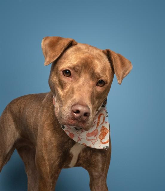 ROX, Adoptable, Young Male Pit Bull Terrier.
