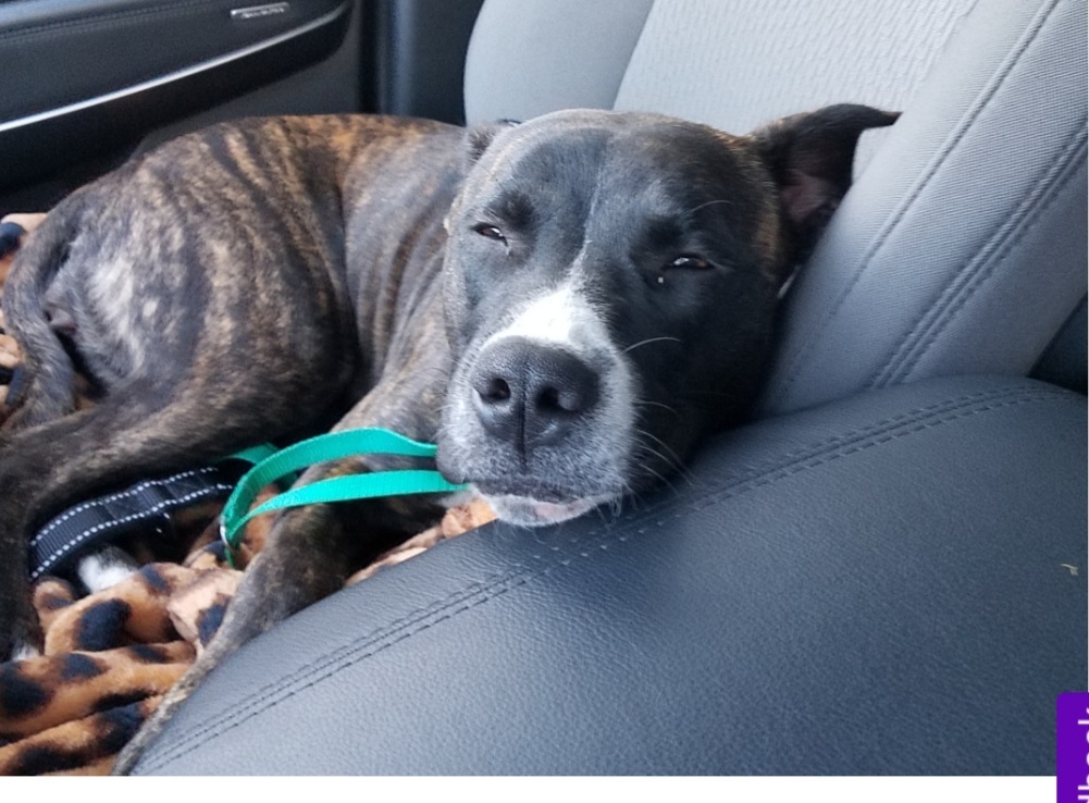 DIAMOND, Adoptable, Adult Female Terrier.