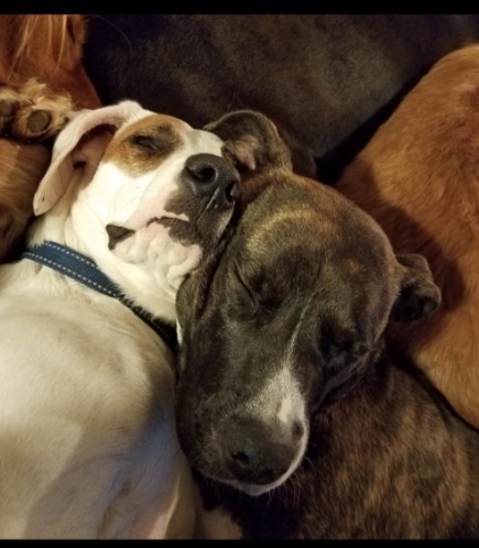 Enlarge DIAMOND, a Adoptable mixed breed in Marion, IN image 2/6