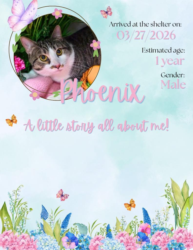 Phoenix, Adoptable, Young Male Domestic Short Hair.