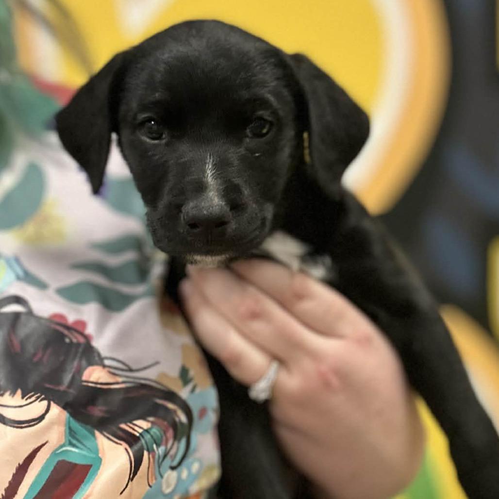 Enlarge Comet, a Adoptable Mixed Breed in Mankato, MN image 1/2