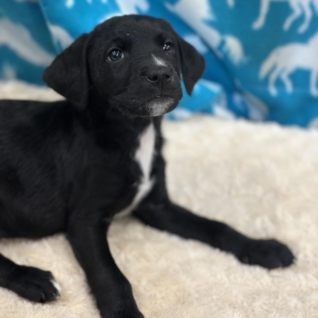 Enlarge Comet, a Adoptable Mixed Breed in Mankato, MN image 2/2