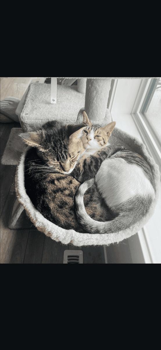 Enlarge Emmi, a ADOPTABLE Domestic Short Hair in Calgary, AB image 2/3