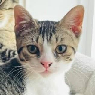 Emmi, ADOPTABLE, Young Female Domestic Short Hair.