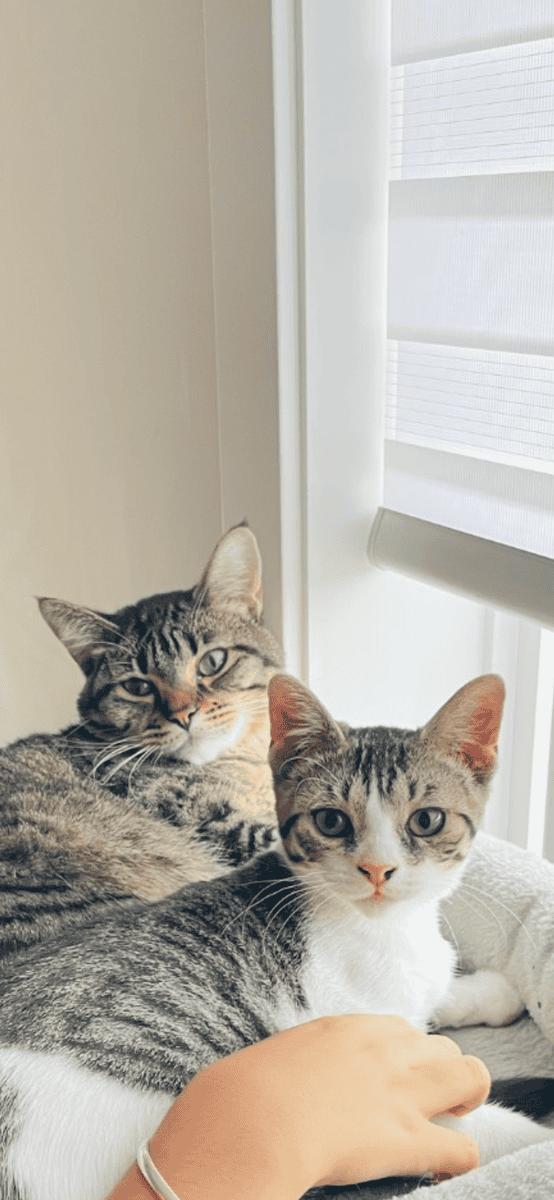 Enlarge Emmi, a ADOPTABLE Domestic Short Hair in Calgary, AB image 3/3