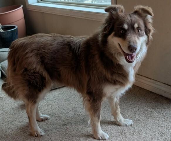 Enlarge Mocha, a Adoptable mixed breed in Parker, CO image 1/4