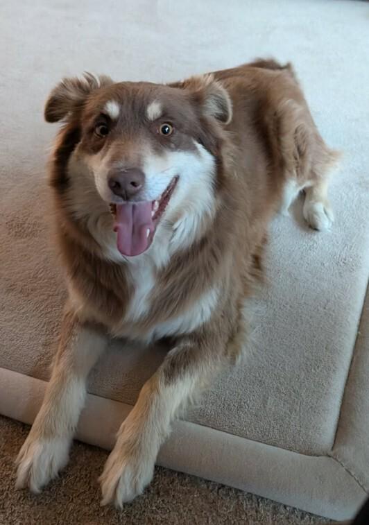 Enlarge Mocha, a Adoptable mixed breed in Parker, CO image 4/4