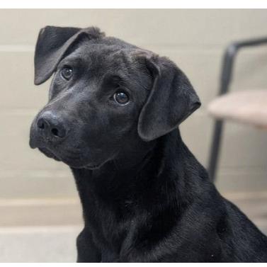 Peter *Coming Soon*, Adoptable, Young Male Mixed Breed.