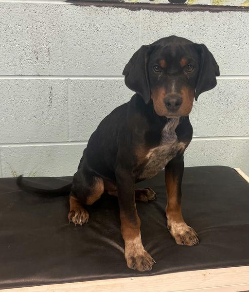 Enlarge Gideon, a Adopted mixed breed in TULSA, OK image 1/4