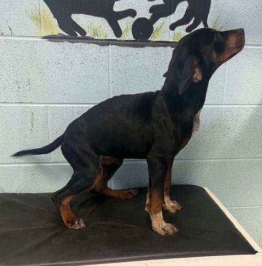 Enlarge Gideon, a Adopted mixed breed in TULSA, OK image 2/4