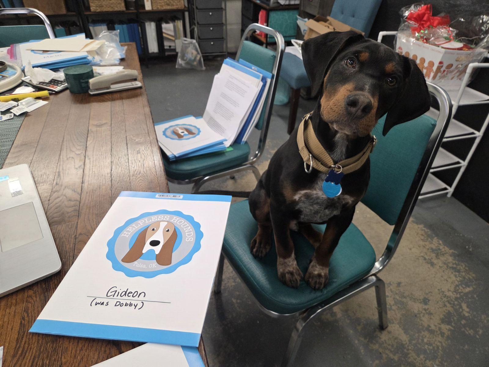 Enlarge Gideon, a Adopted mixed breed in TULSA, OK image 3/4