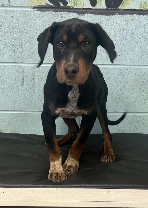 Enlarge Gideon, a Adopted mixed breed in TULSA, OK image 4/4