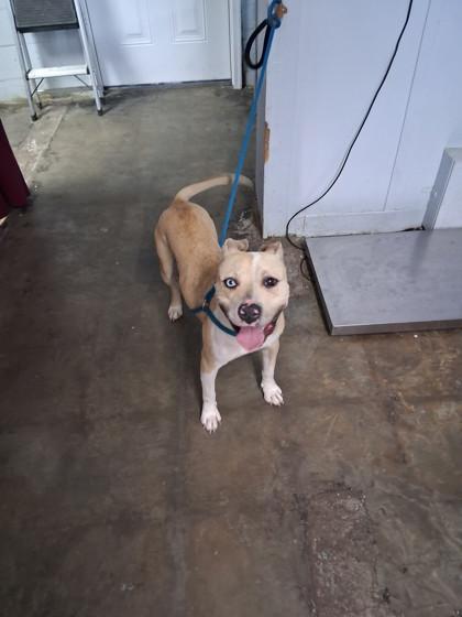 Phyllis, Adoptable, Young Female Mixed Breed.