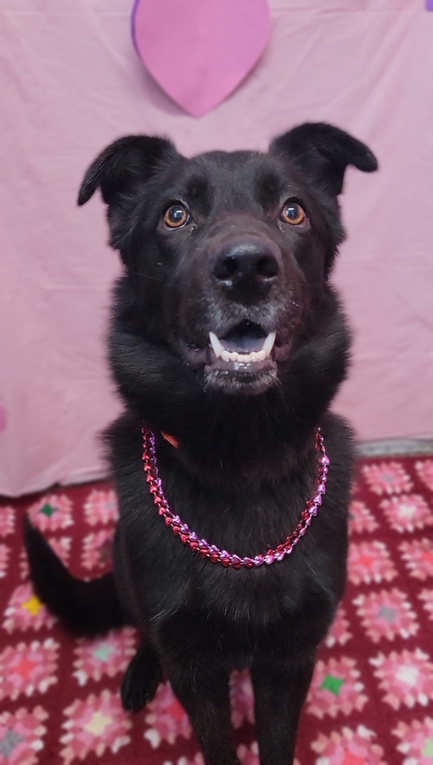 Tweedle Dee, a Adoptable mixed breed in Anderson, IN image 4/6