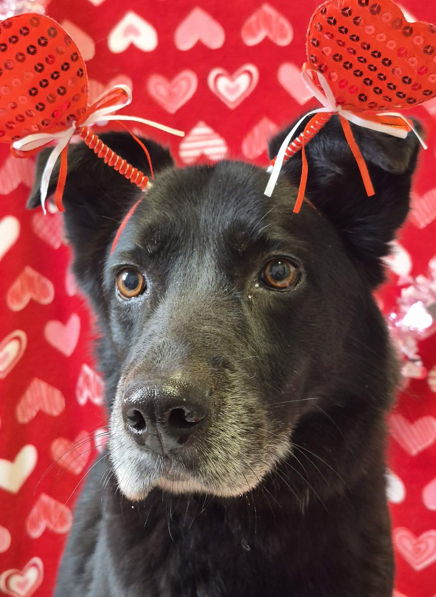 Enlarge Tweedle Dee, a Adoptable mixed breed in Anderson, IN image 2/5