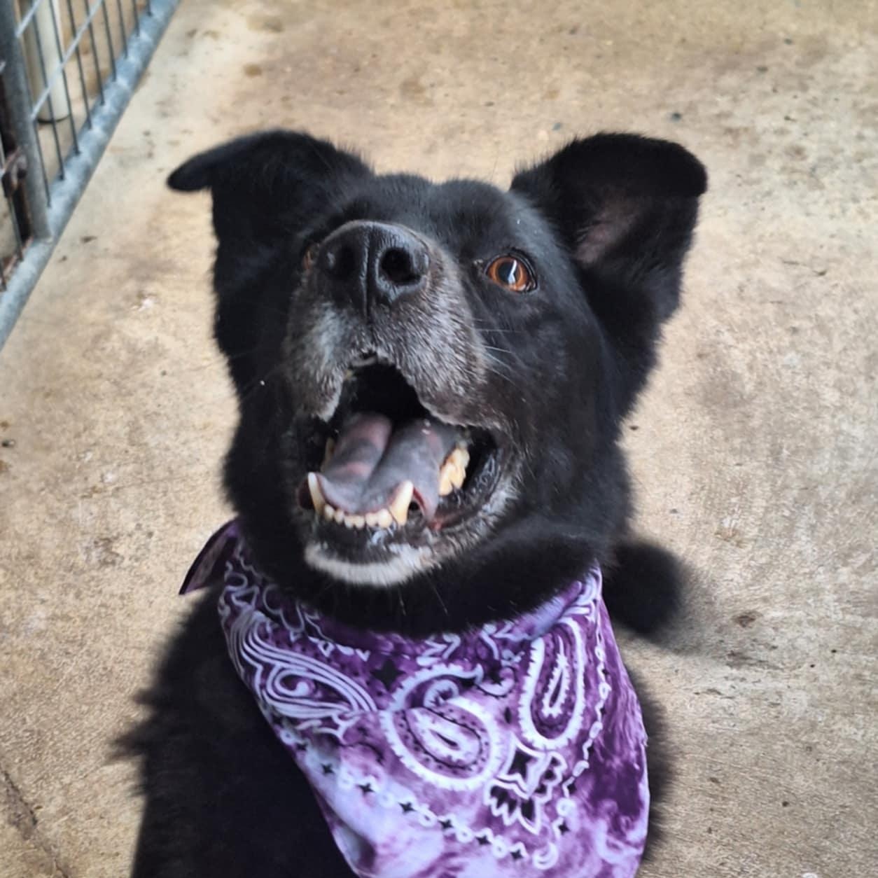 Tweedle Dee, Adoptable, Adult Male Border Collie & Labrador Retriever.