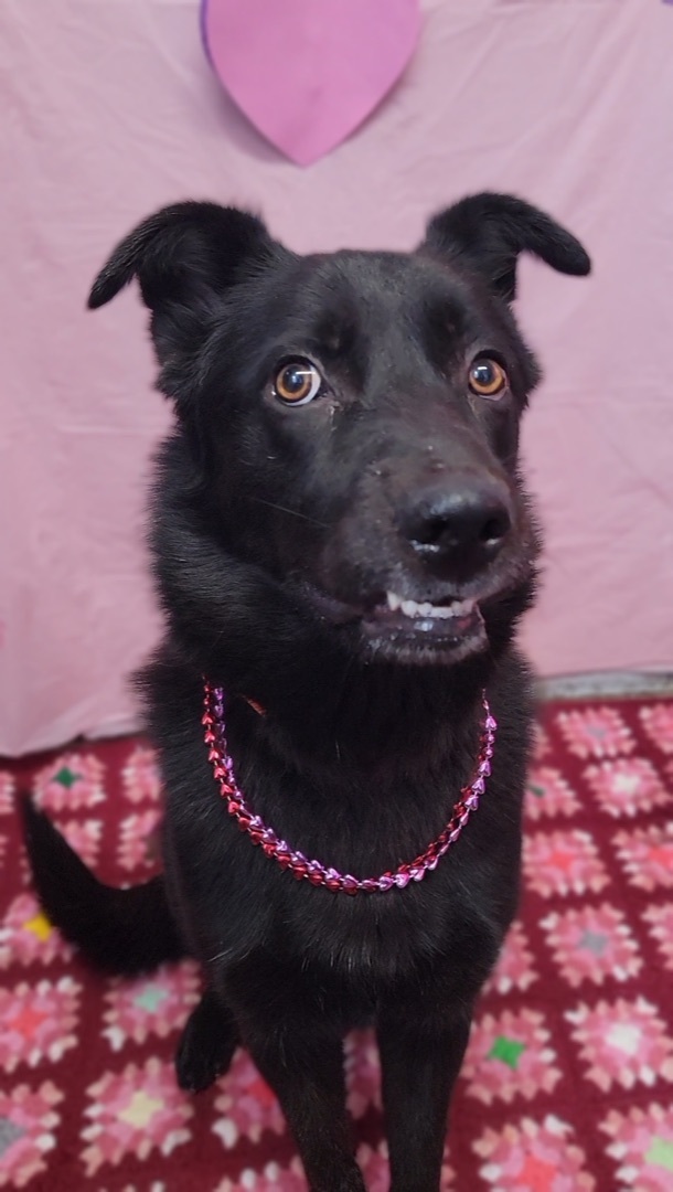 Tweedle Dee, a Adoptable mixed breed in Anderson, IN image 5/6