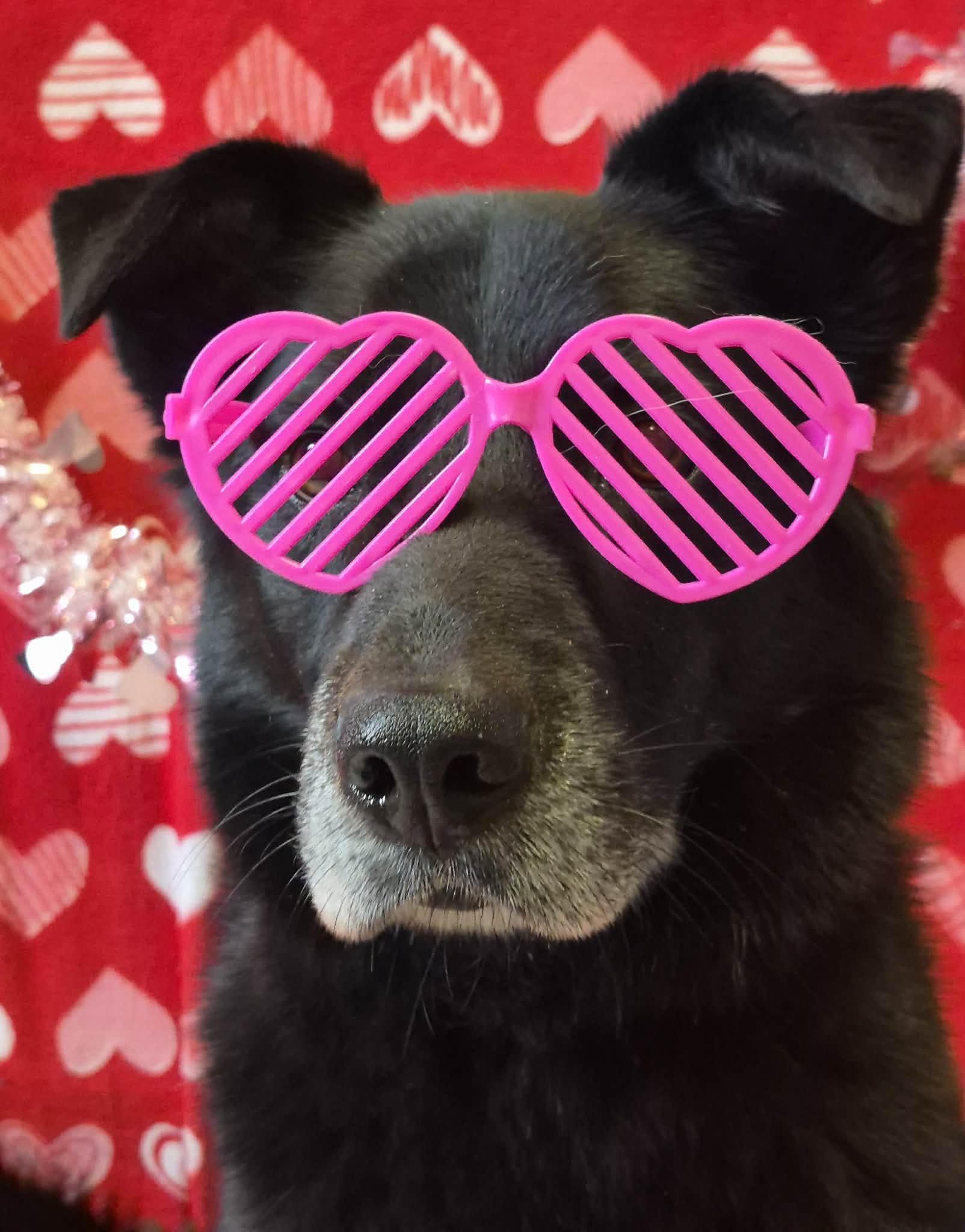 Tweedle Dee, Adoptable, Adult Male Border Collie & Labrador Retriever.