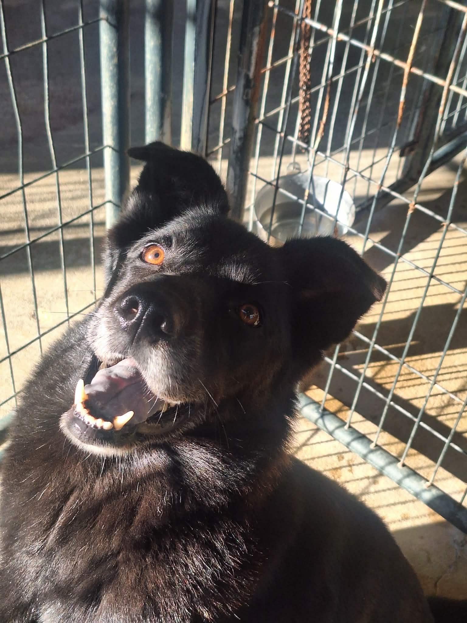 Enlarge Tweedle Dee, a Adoptable mixed breed in Anderson, IN image 3/5