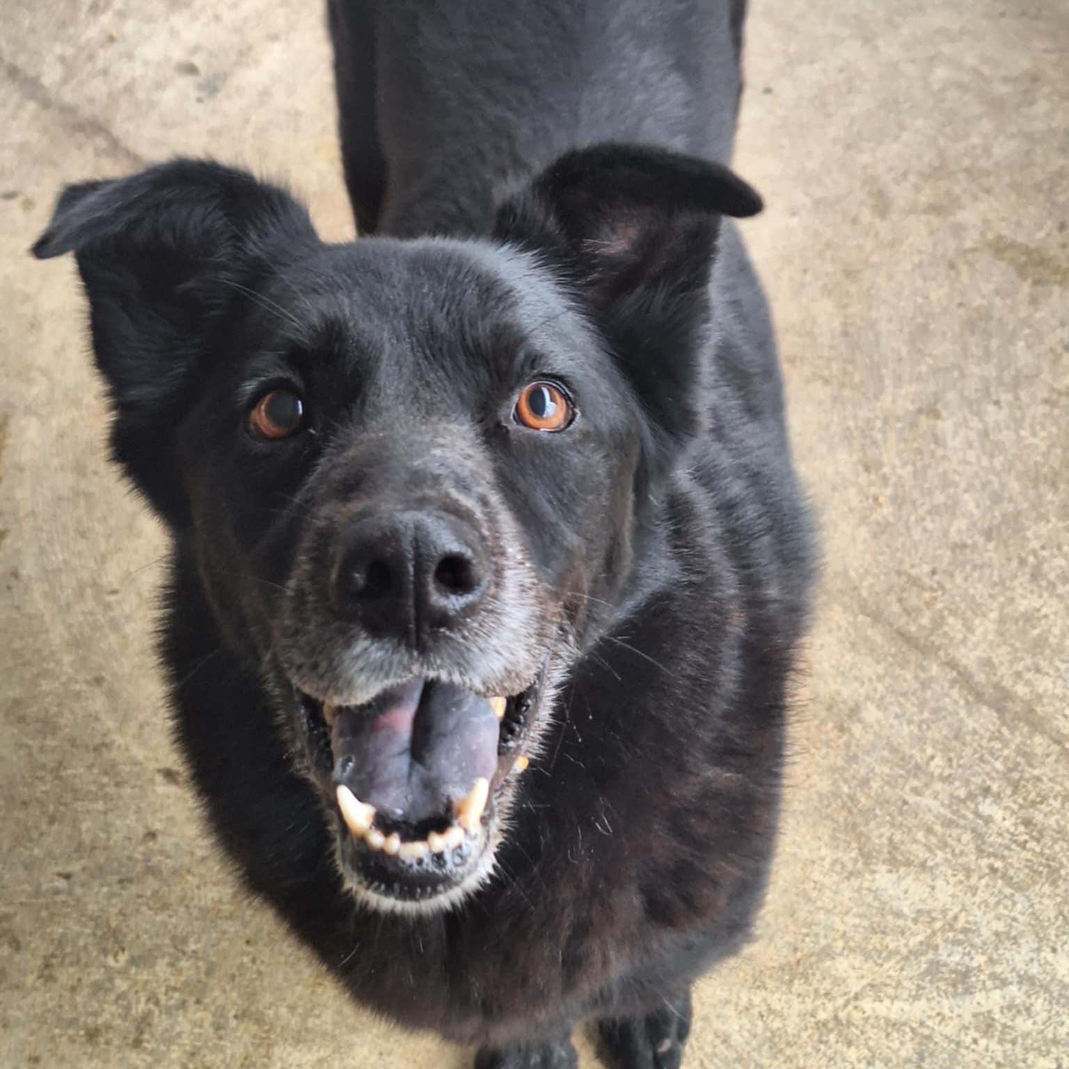 Enlarge Tweedle Dee, a Adoptable mixed breed in Anderson, IN image 5/5