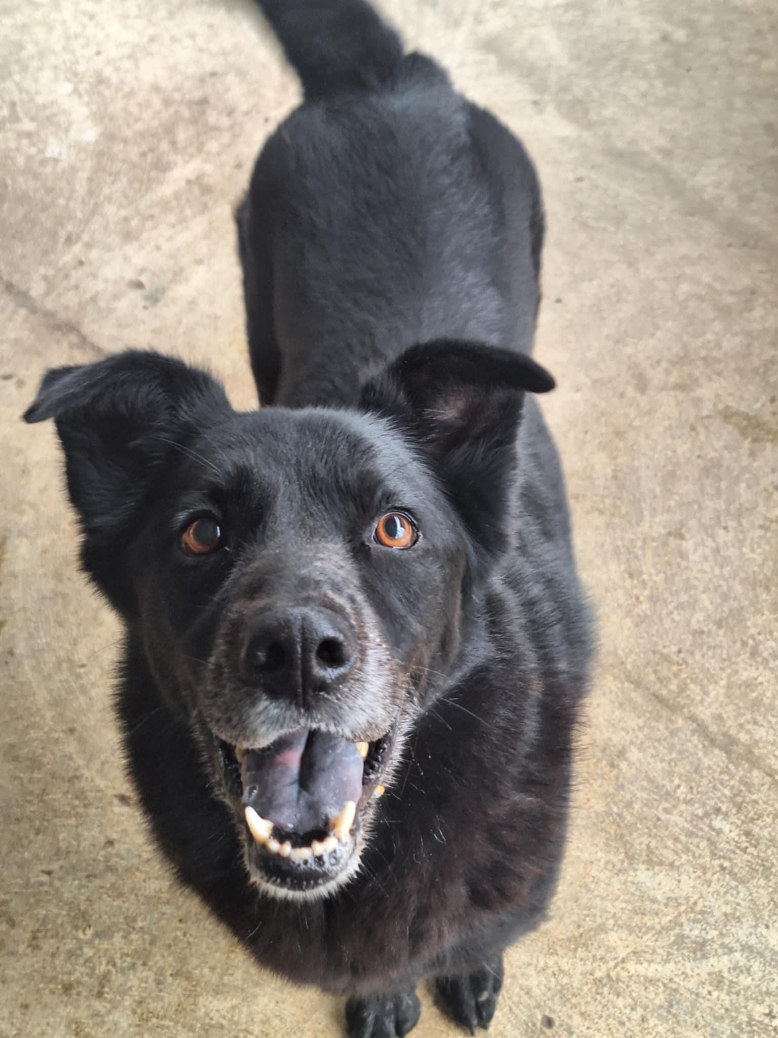 Tweedle Dee, a Adoptable mixed breed in Anderson, IN image 6/6