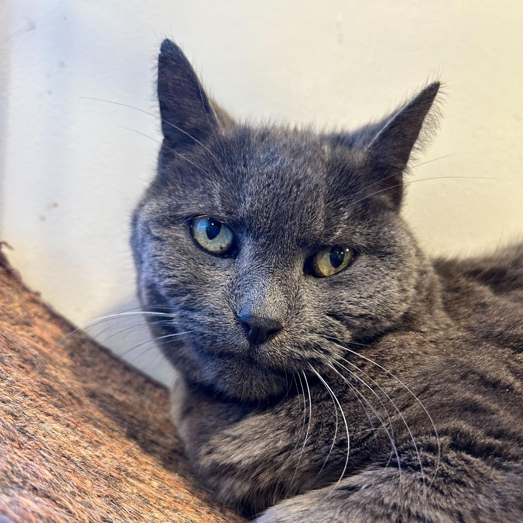 Winnie, a Adoptable Domestic Short Hair in Alexandria, VA image 1/3