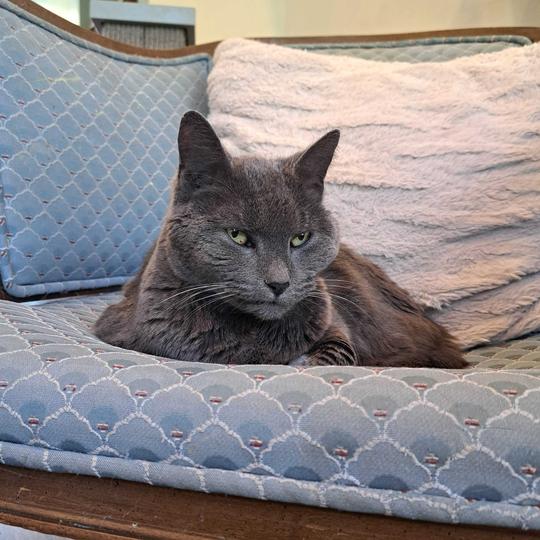 Winnie, a Adoptable Domestic Short Hair in Alexandria, VA image 3/3