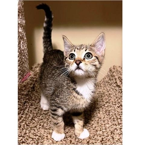 Socks kitten, a ADOPTABLE Tabby in Salt Lake City, UT image 2/2