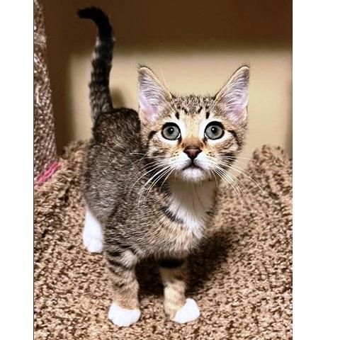 Socks kitten, a ADOPTABLE Tabby in Salt Lake City, UT image 1/2