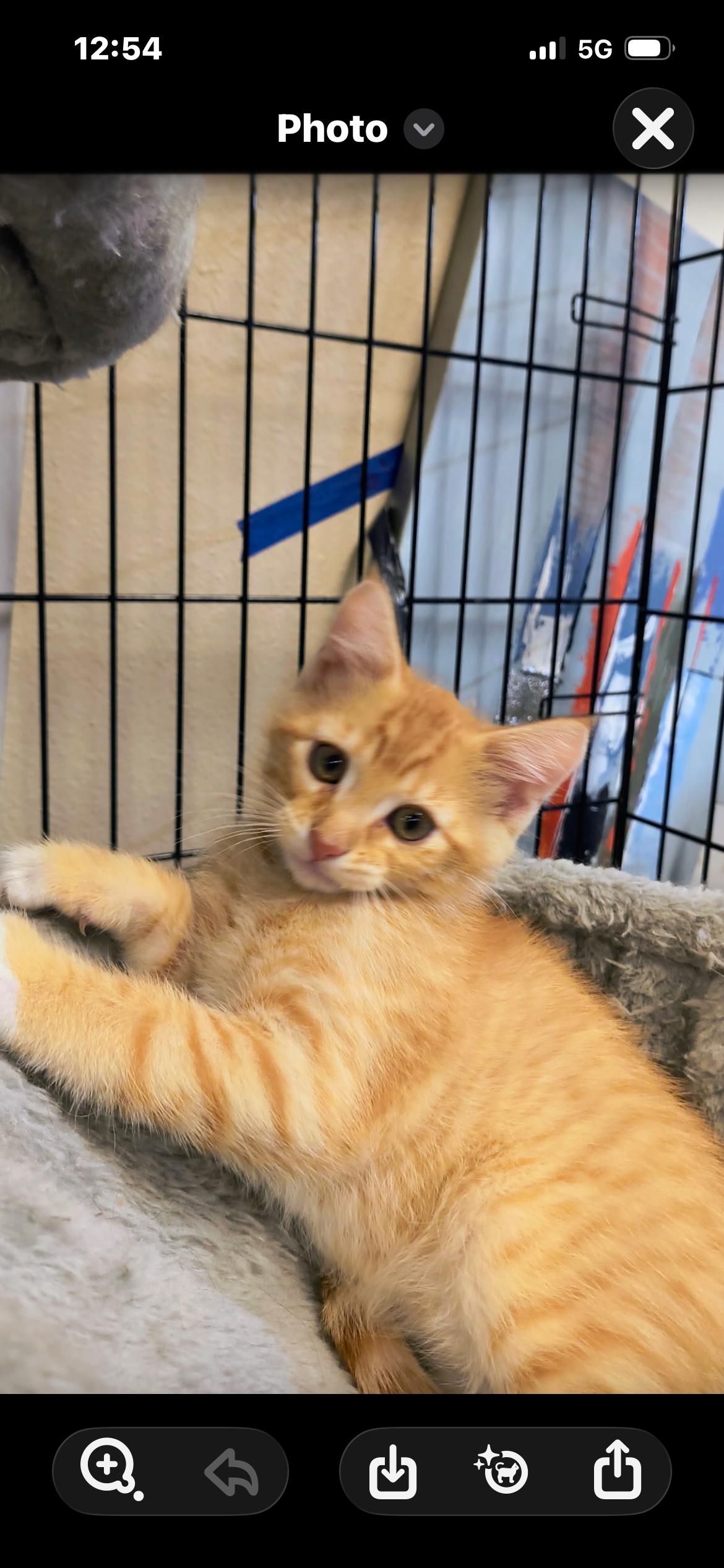 Enlarge Herbie, a ADOPTABLE Domestic Medium Hair in Saint Louis, MO image 1/4