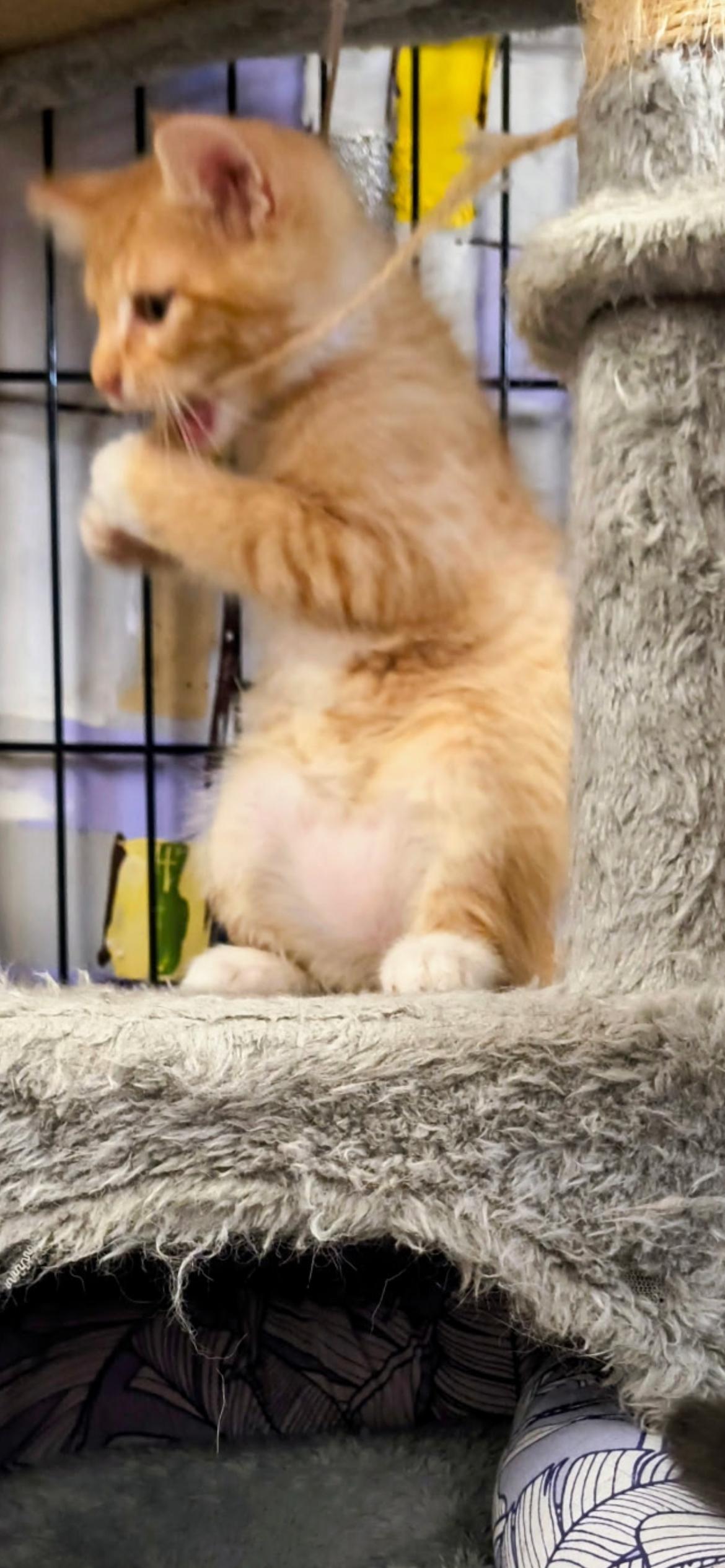 Enlarge Herbie, a ADOPTABLE Domestic Medium Hair in Saint Louis, MO image 2/4